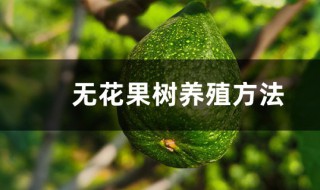 无花果怎么种植? 无花果的种植方法和管理