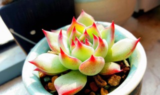 吉娃莲怎么养成老桩（吉娃莲怎么养成老桩的）