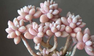 姬秋丽冬天怎么养 姬星美人冬天怎么养