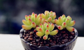 乙女心夏天掉叶子怎么办（乙女心叶子变黑了怎么办）