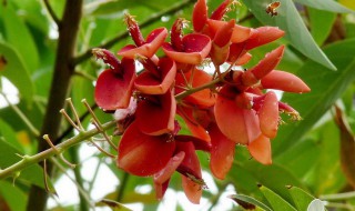 鸡冠刺桐怎么繁殖（鸡冠刺桐繁殖方法）