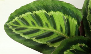 竹芋叶子卷曲怎么补救 冬天竹芋叶子卷曲怎么补救