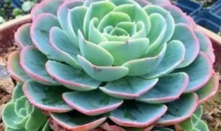 玉蝶怎么度夏 玉蝶怎么度夏怎么配土