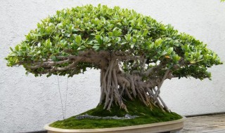 榕树叶子冻黑了怎么办（榕树叶子冻黑了怎么办呢）