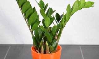 金钱树树干萎缩应该剪掉吗 金钱树树干发皱怎么补救