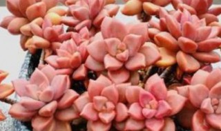 姬胧月的叶子摸着有点软是怎么回事（姬胧月叶尖发黑）