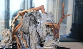 杜鹃根怎么处理才能下缸（杜鹃根买回来直接下缸可以吗）