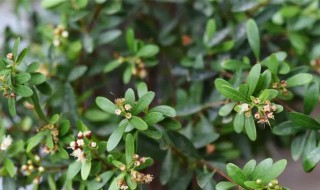 板根对乔木所起的主要作用（板根所起的作用主要是）