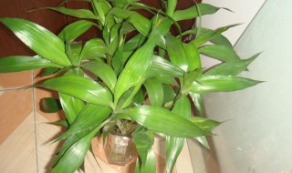 盆栽竹子叶子尖干枯叶子发黄（水养竹子叶子发黄是什么原因）