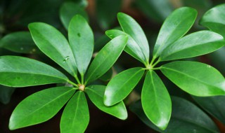 招财树叶子发黄怎么处理怎么补救 招财树叶黄了怎么办