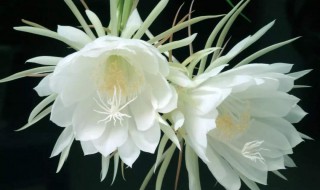 昙花被冻了怎么处理（昙花冻坏了还能活吗）