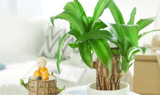 水培巴西木叶子发黄原因及解决办法（水培巴西木叶子变黄了怎么办）