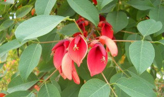 鸡冠刺桐怎么种植（鸡冠刺桐怎么种植方法）