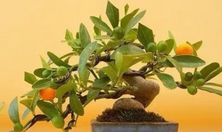 金豆盆景是什么植物(金豆盆景是什么植物可以吃吗)