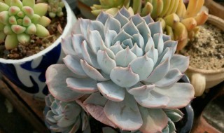 宝石花怎么浇水 宝石花浇水几天一次