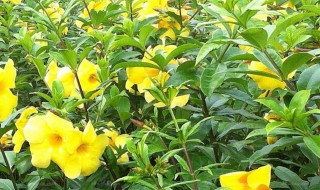 软枝黄蝉怎么修剪（软枝黄蝉怎么修剪枝条）