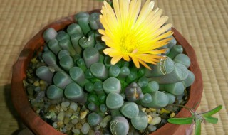 五十铃玉怎么养得饱满（光玉和五十铃玉哪个好养）