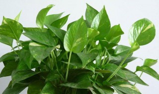 绿萝怕冷吗冬天 绿萝怕冷吗冬天怎么养