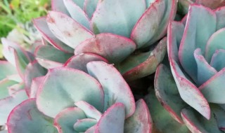 多肉被冻了能否缓过来 多肉被冻了怎么样缓过来