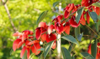 鸡冠刺桐的花语(刺桐与鸡冠刺桐的区别)