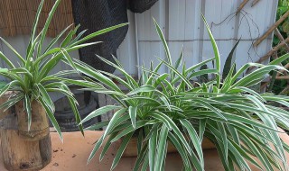 吊兰为什么不能放在卧室 吊兰招鬼是真的吗