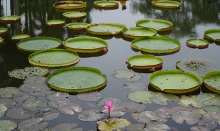 王莲的花语是什么 关于莲的花语
