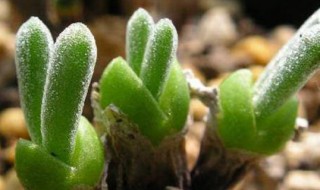 碧光环夏天怎么养 碧光环幼苗怎么养