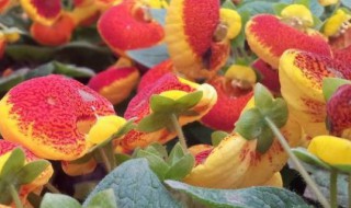 荷包花叶子发黄怎么办 荷花叶发黄了怎么办