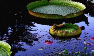 王莲怎么种植（王莲种植基地）