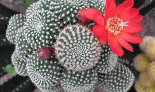 子孙球怎么繁殖 子孙球怎么繁殖出来的