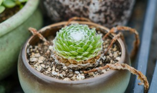 蛛丝卷绢没丝了怎么办 蛛丝卷绢的丝被扯坏了