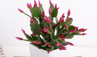 盆栽蟹爪兰的养殖方法和注意事项（蟹爪兰养殖方法和注意事项 盆栽）