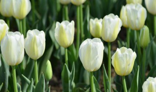 郁金香种球怎么种植?（郁金香种球怎么种植水培）