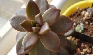 姬胧月的特点（姬胧月和胧月有什么区别）