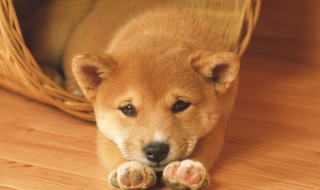 防止狗叫的嘴套有用吗 防狗叫扰民神器