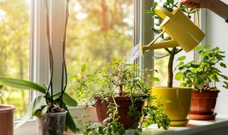 哪些植物可以防电脑辐射（什么植物能防电脑的辐射）