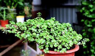 金枝玉叶冻了能活吗 金枝玉叶冻了还能活吗