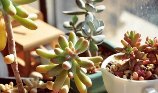 乙女心夏天的养殖方法和注意事项 乙女心怎么过冬