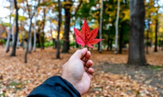 秋游注意哪些事项 秋游注意什么的事项