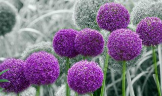 大花葱北方可以室外越冬吗 大葱在冬天在室外能不能过冬