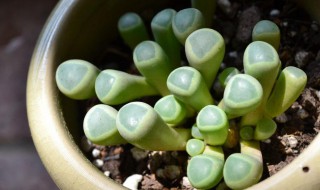 五十铃玉怎么换盆（五十铃玉怎么养护）