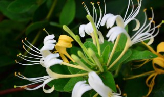 金银花花朵变色的目的 金银花的花朵变色是为了什么