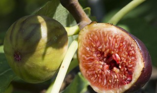 冻过的无花果叶子有什么用 霜冻过的无花果叶有什么用