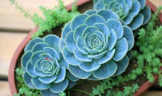 玉蝶的花语和寓意 玉蝶花是什么象征