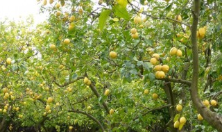 室外柠檬树如何过冬 室外柠檬树如何过冬呢