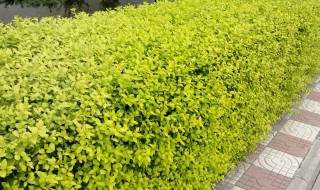 金叶女贞的种植与养护 金叶女贞的种植与养护方法