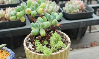 乙女心夏天怎么养(乙女心夏天怎么养护)