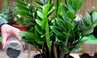 金钱树叶子边缘变焦（金钱树焦叶什么原因）