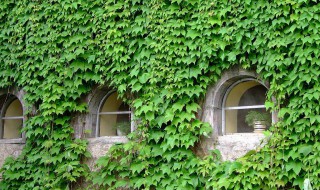 爬山虎叶子的特点 爬山虎的脚课文爬山虎叶子的特点