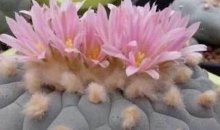 乌羽玉夏天需要浇水吗 乌羽玉夏天需要浇水吗视频